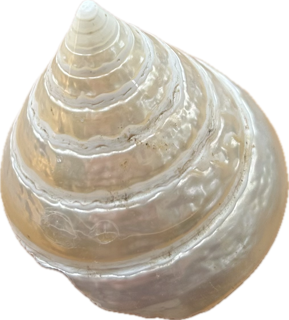 Opal Shell